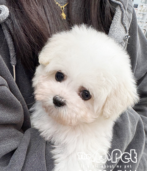 꼬숑 분양후기(26.02.10)