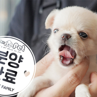 말티치 왕자님 7.20