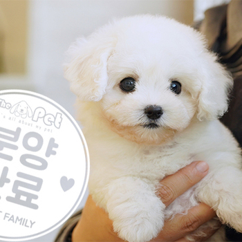 꼬숑 공주님 3.2