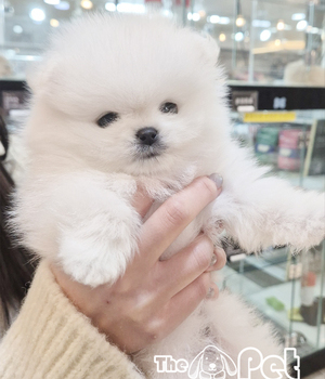 포메라니안 분양후기(26.01.31)