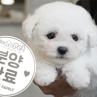 꼬숑 왕자님 06.29