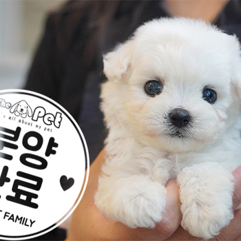 미니비숑 공주님 4.10