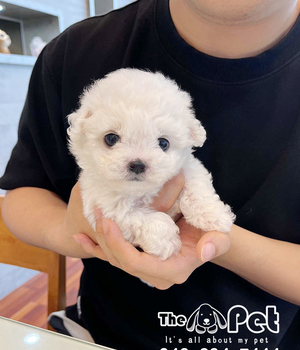 비숑 분양후기(26.05.28)