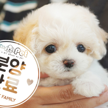 말티푸 공주님 4.6