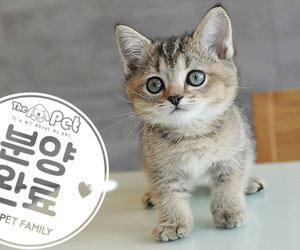 브리티쉬숏헤어 공주님 7.3