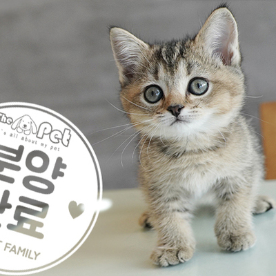 브리티쉬숏헤어 공주님 7.3