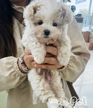 말티푸 분양후기(26.09.13)