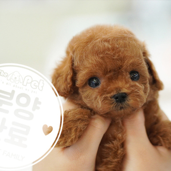 토이크림푸들 왕자님 10.13