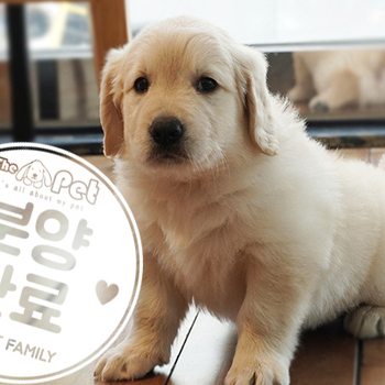 골든리트리버 공주님 5.5