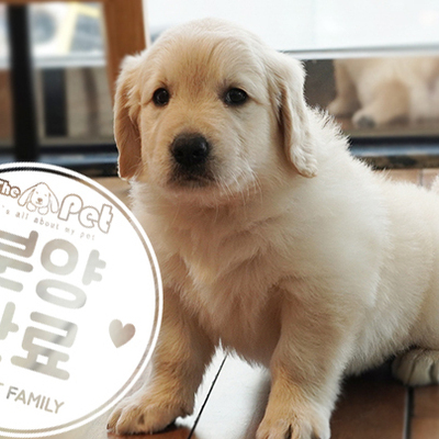 골든리트리버 공주님 5.5
