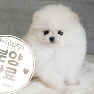 포메라니안 왕자님 7.18