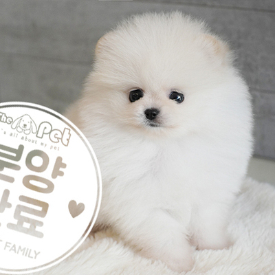 포메라니안 왕자님 7.18