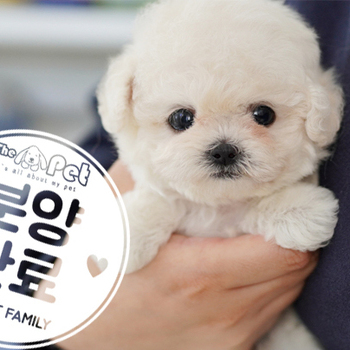 미니비숑 공주님 11.09