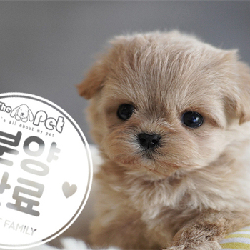 말티푸 공주님 8.1