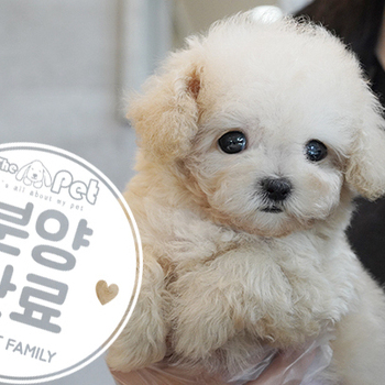 토이푸들 공주님 4.27