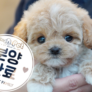 미니두들 공주님 3.20