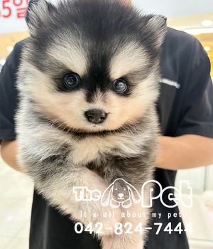 폼스키 분양후기(26.06.09)