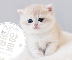 브리티쉬숏헤어 왕자님 5.19