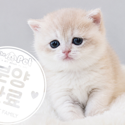 브리티쉬숏헤어 왕자님 5.19