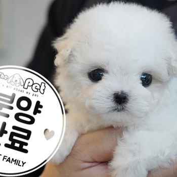 말티푸 공주님 4.17
