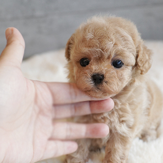 말티푸 초코 공주님 7.21