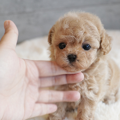 말티푸 초코 공주님 7.21