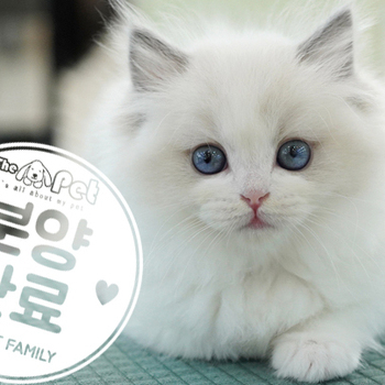 랙돌 공주님 3.26