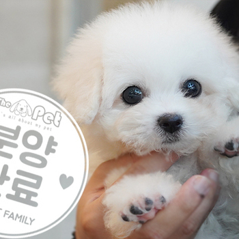 꼬숑 왕자님 0316