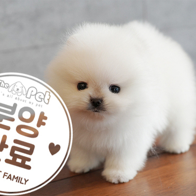 포메라니안 왕자님 6.17