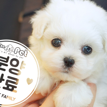 말티숑 공주님 3.2