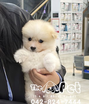 폼스키 분양후기(26.05.10)