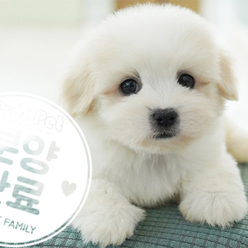 [프리미엄분양] 꼬똥 드 툴레아
