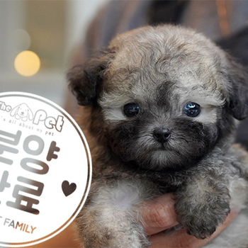 실버세이블 토이푸들 왕자님 4.3