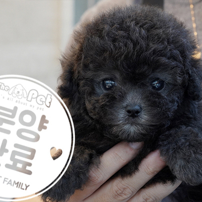 실버 토이푸들 공주님 5.8