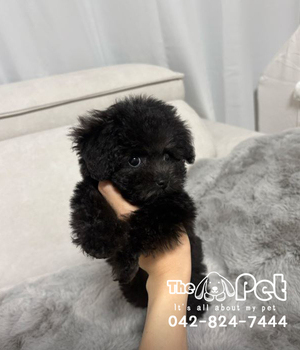 실버푸들 분양후기(26.09.06)