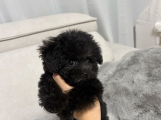 실버푸들 분양후기(26.09.06)