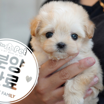 말티푸 공주님 4.2