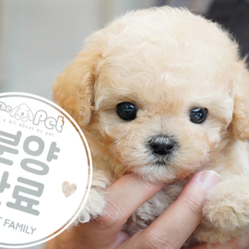 토이푸들 왕자님 0315
