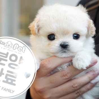 말티푸 공주님 3.10