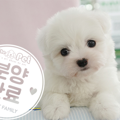 꼬숑 왕자님 4.20