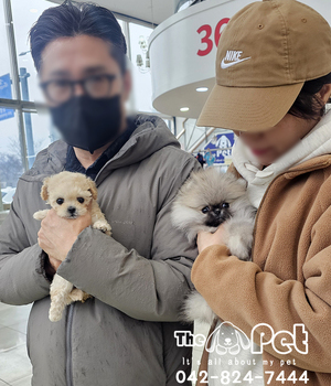 포메/말티푸 분양후기(26.03.02)