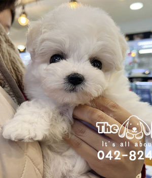 비숑프리제 분양후기(26.01.17)