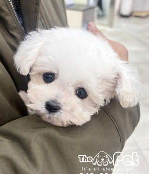 비숑 분양후기(26.03.08)