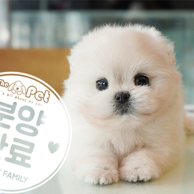 말티폼 공주님 7.13