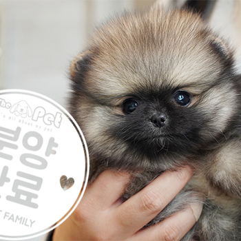 포메라니안 왕자님 3.9