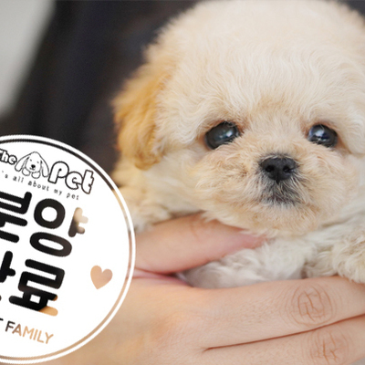 말티푸 왕자님 12.22