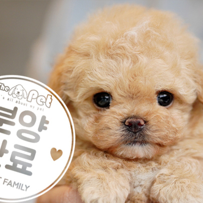 말티푸 공주님 1.29