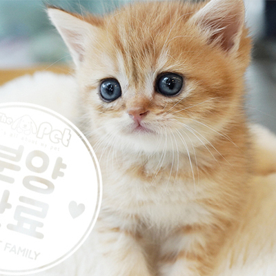 브리티쉬숏헤어 왕자님 5.20