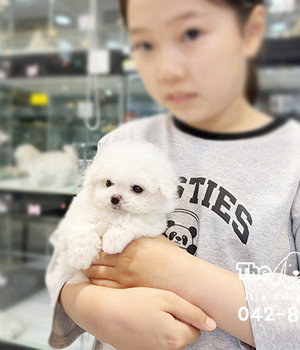 테디비숑 분양후기(26.05.25)