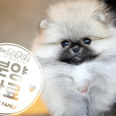 포메라니안 공주님 12.10